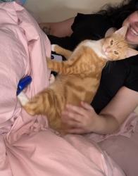 Lost Male Cat last seen West view and Rochester, Coquitlam, BC V3K 2V4