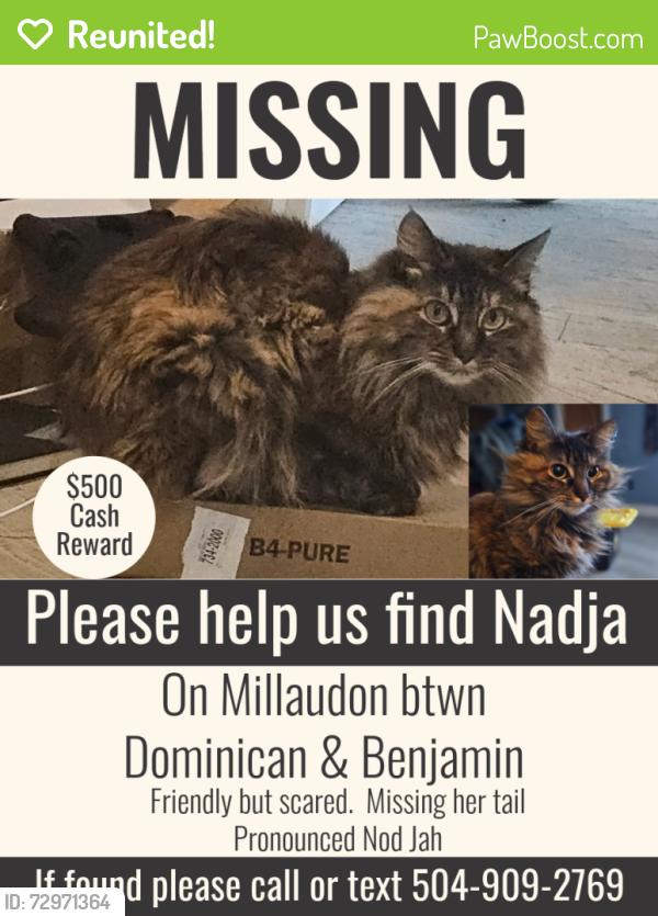 Reunited Female Cat last seen Corner of Domenican & Millaudon, New Orleans, LA 70118