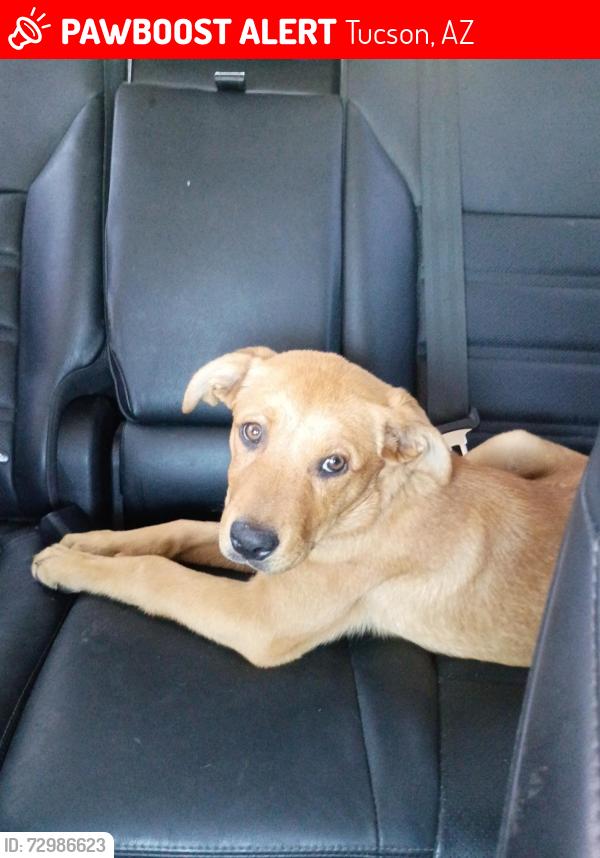 Lost Female Dog last seen Avani apmts , Tucson, AZ 85716