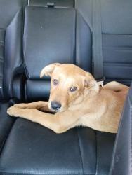 Lost Female Dog last seen Avani apmts , Tucson, AZ 85716