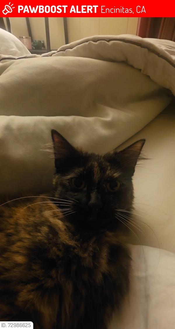 Lost Female Cat last seen LA fitness , Encinitas, CA 92024