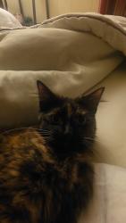 Lost Female Cat last seen LA fitness , Encinitas, CA 92024