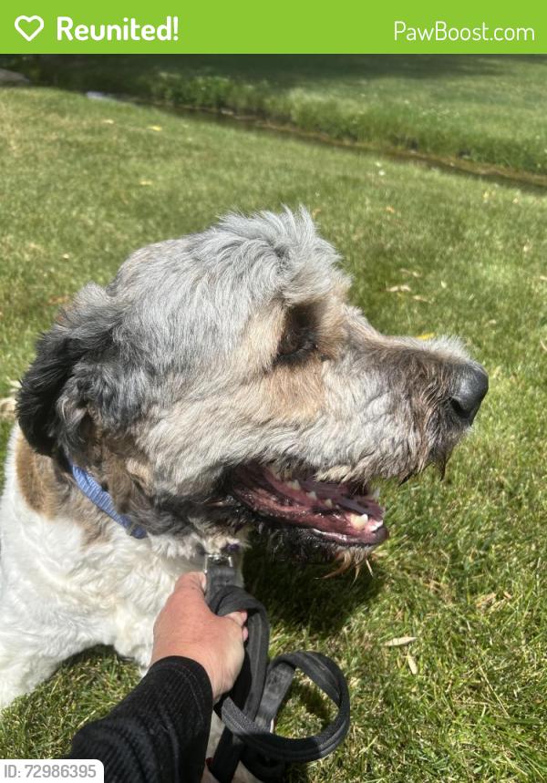 Reunited Male Dog last seen Deep Canyon, high Country  Star, idaho, W Deep Canyon Dr, ID 83669