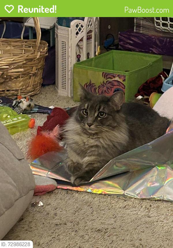 Reunited Female Cat last seen 74th and Pearce, Arvada, CO 80003