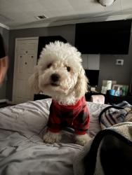 Lost Female Dog last seen Ferguson and Cotillion, Dallas, TX 75228