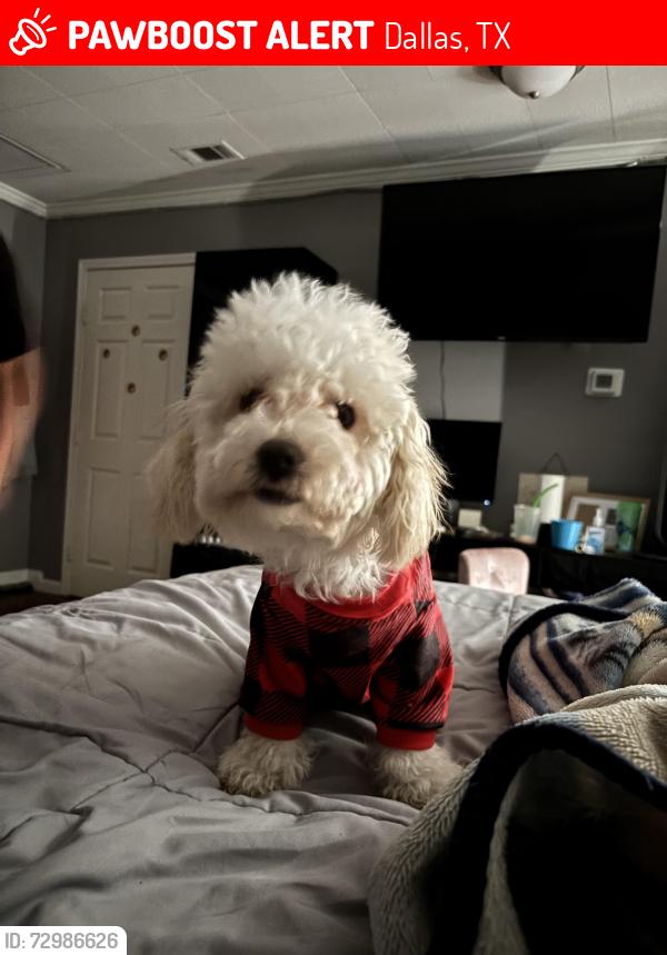 Lost Female Dog last seen Ferguson and Cotillion, Dallas, TX 75228