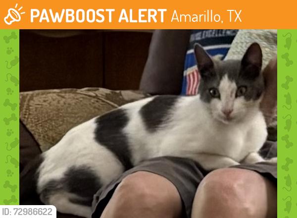 Found/Stray Unknown Cat last seen Zelma Street, Amarillo, TX 79109