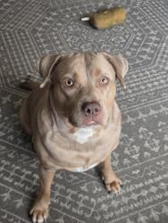 Lost Female Dog last seen Sullivan Road , Tallahassee, FL 32310