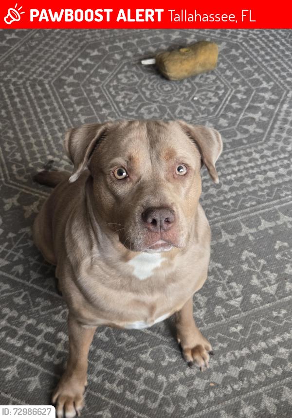 Lost Female Dog last seen Sullivan Road , Tallahassee, FL 32310