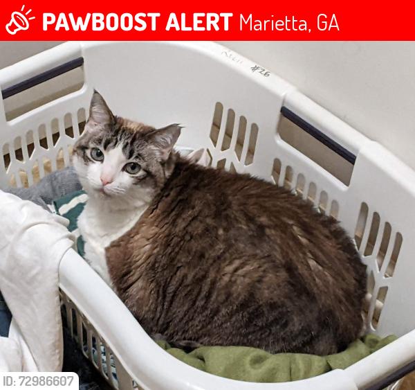 Lost Female Cat last seen Leafwood Ct, Heathcliff Ln, neighborhood near East Cobb Middle School, Marietta, GA 30067