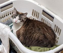 Lost Female Cat last seen Leafwood Ct, Heathcliff Ln, neighborhood near East Cobb Middle School, Marietta, GA 30067