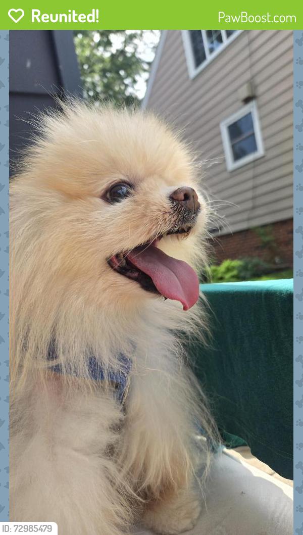 Reunited Male Dog last seen Detroit and Parkhaven Row near GetGo, Lakewood, OH 44107