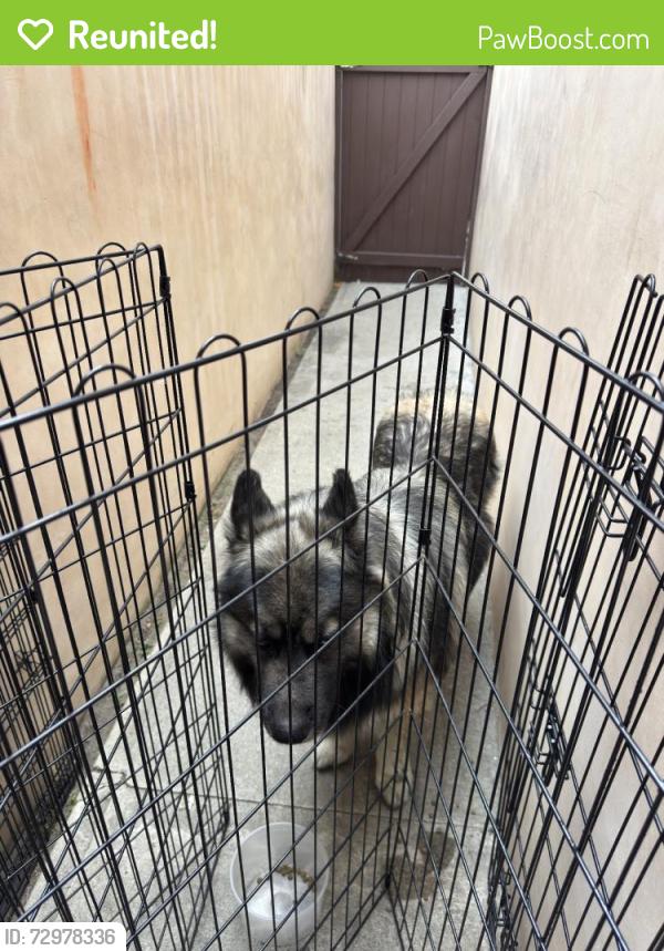 Reunited Unknown Dog last seen Cravell Ave, Pico Rivera, CA 90660, USA, Pico Rivera, CA 90660