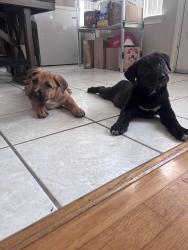 Reunited Female Dog last seen Plantation Bend, Sugar Land, TX 77478