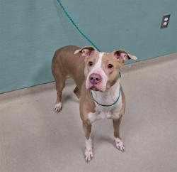 Shelter Stray Female Dog last seen Near HOWARD DR, SPARKS NV 89434, 2825 Longley Ln Suite A, Reno, NV 89502, USA
