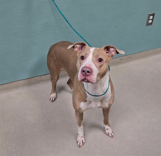 Shelter Stray Female Dog last seen Near HOWARD DR, SPARKS NV 89434, 2825 Longley Ln Suite A, Reno, NV 89502, USA