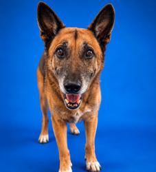Shelter Stray Male Dog last seen , 2020 Forest St, Jacksonville, FL 32204, USA