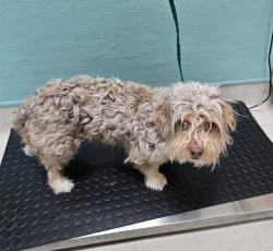 Shelter Stray Male Dog last seen Near S MCCARRAN BLVD, RENO NV 89502, 2825 Longley Ln Suite A, Reno, NV 89502, USA