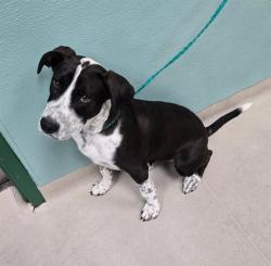 Shelter Stray Male Dog last seen Near BLOCK SANDRA DR, RENO NV 89503, 2825 Longley Ln Suite A, Reno, NV 89502, USA