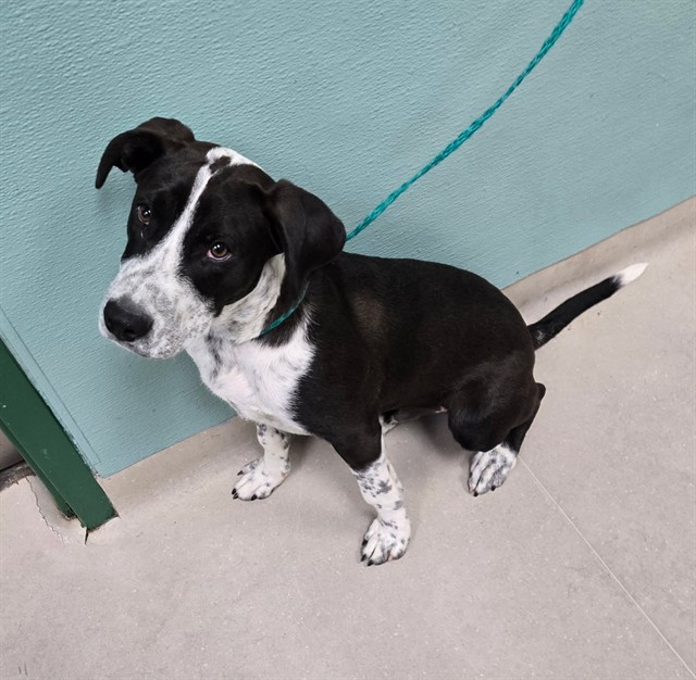 Shelter Stray Male Dog last seen Near BLOCK SANDRA DR, RENO NV 89503, 2825 Longley Ln Suite A, Reno, NV 89502, USA