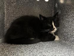 Shelter Stray Female Cat last seen Near BLOCK KIETZKE LN, RENO NV 89502, 2825 Longley Ln Suite A, Reno, NV 89502, USA