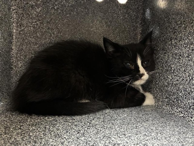 Shelter Stray Female Cat last seen Near BLOCK KIETZKE LN, RENO NV 89502, 2825 Longley Ln Suite A, Reno, NV 89502, USA