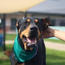 Shelter Stray Male Dog last seen , 4710 TX-151, San Antonio, TX 78227, USA