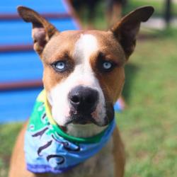 Shelter Stray Male Dog last seen , 4710 TX-151, San Antonio, TX 78227, USA