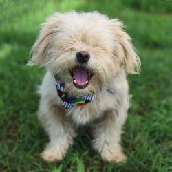 Shelter Stray Male Dog last seen Near BLOCK CERALVO, 4710 TX-151, San Antonio, TX 78227, USA