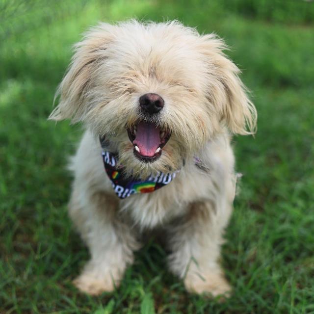 Shelter Stray Male Dog last seen Near BLOCK CERALVO, 4710 TX-151, San Antonio, TX 78227, USA