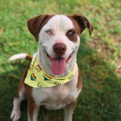 Shelter Stray Female Dog last seen Near BLOCK CERALVO, 4710 TX-151, San Antonio, TX 78227, USA