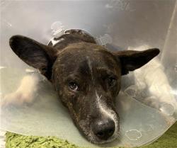 Shelter Stray Male Dog last seen Near BLOCK W COMMERCE, 4710 TX-151, San Antonio, TX 78227, USA