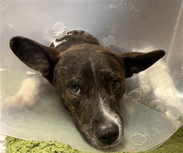 Shelter Stray Male Dog last seen Near BLOCK W COMMERCE, 4710 TX-151, San Antonio, TX 78227, USA