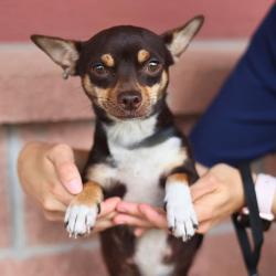 Shelter Stray Female Dog last seen MONTEZUMA AND 19TH ST, 4710 TX-151, San Antonio, TX 78227, USA