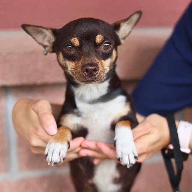 Shelter Stray Female Dog last seen MONTEZUMA AND 19TH ST, 4710 TX-151, San Antonio, TX 78227, USA