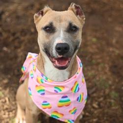 Shelter Stray Female Dog last seen MONTEZUMA AND 19TH ST, 4710 TX-151, San Antonio, TX 78227, USA
