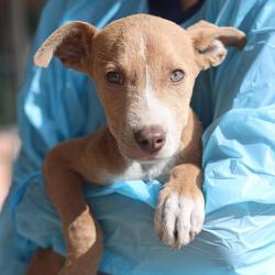 Shelter Stray Male Dog last seen MONTEZUMA AND 19TH ST, 4710 TX-151, San Antonio, TX 78227, USA