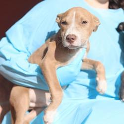 Shelter Stray Male Dog last seen MONTEZUMA AND 19TH ST, 4710 TX-151, San Antonio, TX 78227, USA