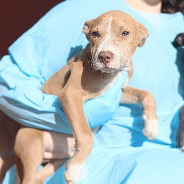 Shelter Stray Male Dog last seen MONTEZUMA AND 19TH ST, 4710 TX-151, San Antonio, TX 78227, USA