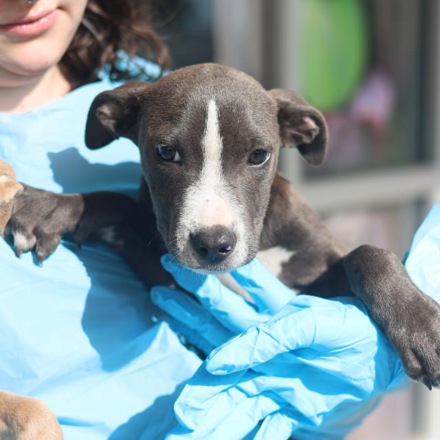 Shelter Stray Female Dog last seen MONTEZUMA AND 19TH ST, 4710 TX-151, San Antonio, TX 78227, USA