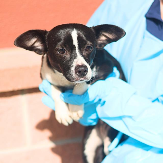 Shelter Stray Female Dog last seen Near BLOCK VARGAS, 4710 TX-151, San Antonio, TX 78227, USA