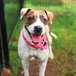 Shelter Stray Female Dog last seen Near BLOCK CUPPLES, 4710 TX-151, San Antonio, TX 78227, USA