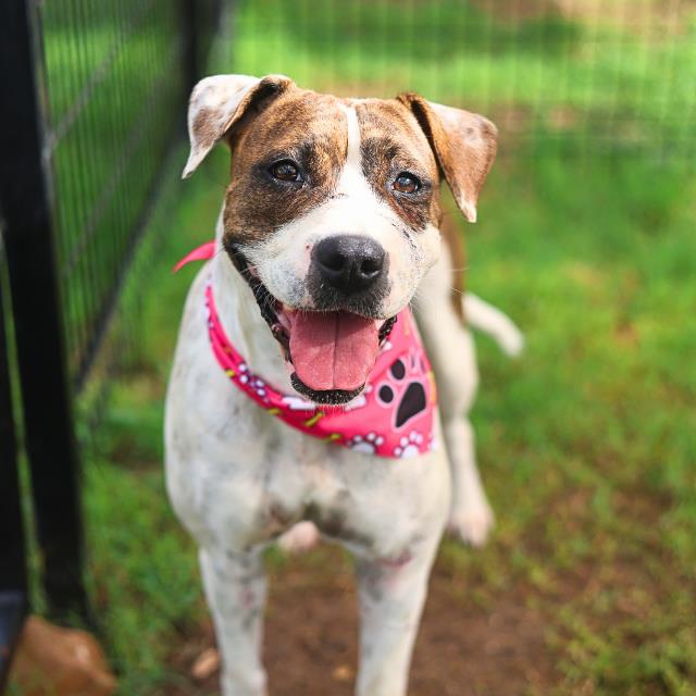 Shelter Stray Female Dog last seen Near BLOCK CUPPLES, 4710 TX-151, San Antonio, TX 78227, USA