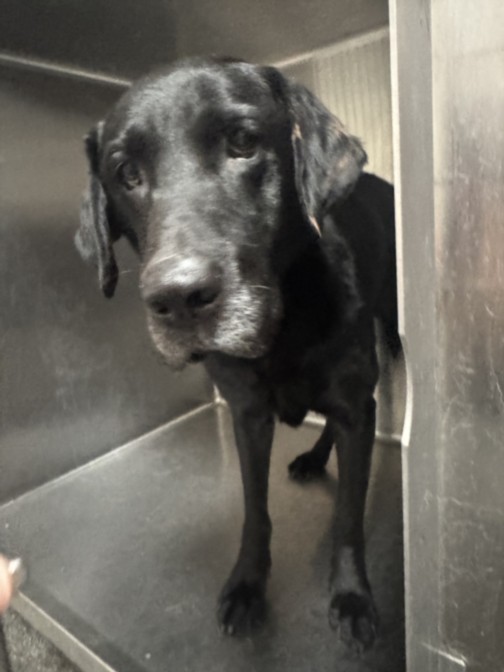 Shelter Stray Male Dog last seen , 3201 Lacy St, Los Angeles, CA 90031, USA