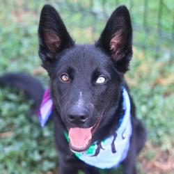 Shelter Stray Female Dog last seen Near BLOCK OF VIA VERONA, 4710 TX-151, San Antonio, TX 78227, USA