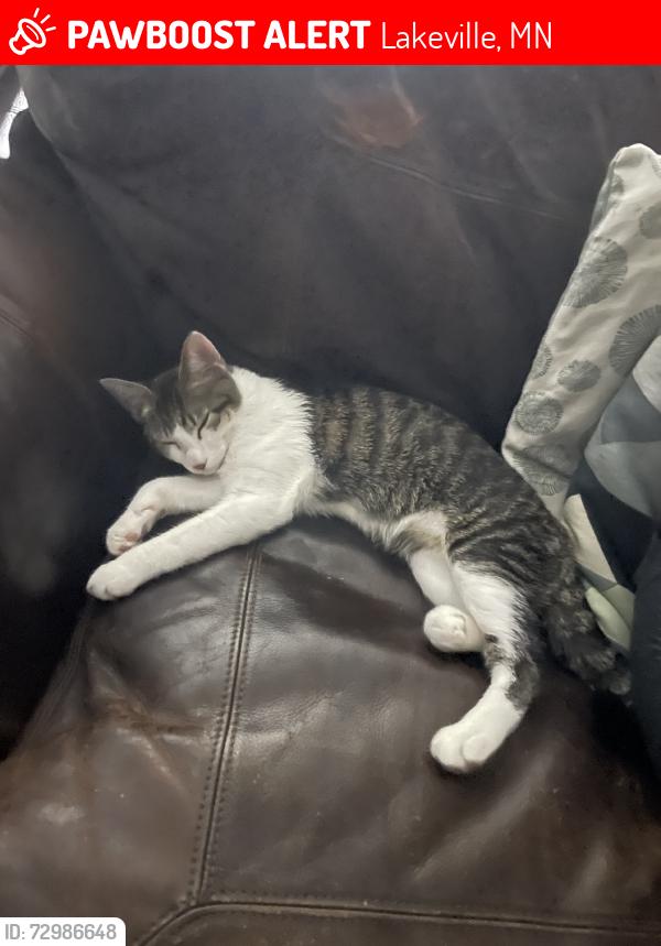 Lost Male Cat last seen Dodd Ln, Lakeville, MN 55044