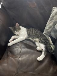 Lost Male Cat last seen Dodd Ln, Lakeville, MN 55044