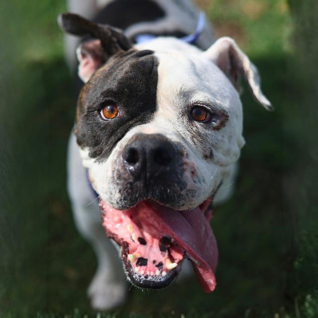 Shelter Stray Male Dog last seen Near BLOCK SEELING BLVD, 4710 TX-151, San Antonio, TX 78227, USA