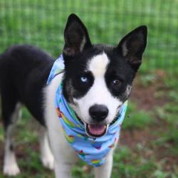Shelter Stray Male Dog last seen , 4710 TX-151, San Antonio, TX 78227, USA