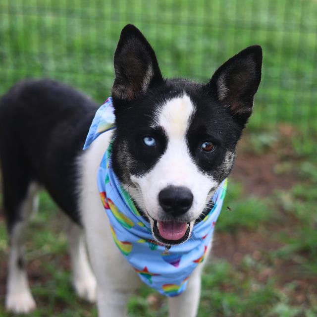 Shelter Stray Male Dog last seen , 4710 TX-151, San Antonio, TX 78227, USA